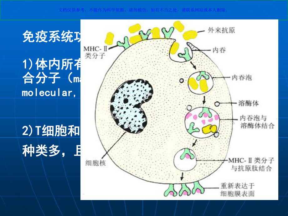 免疫系统宣教课件.ppt_第3页