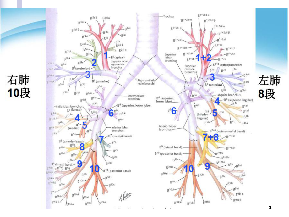 医学课件-肺叶与肺段比较课件.pptx_第3页