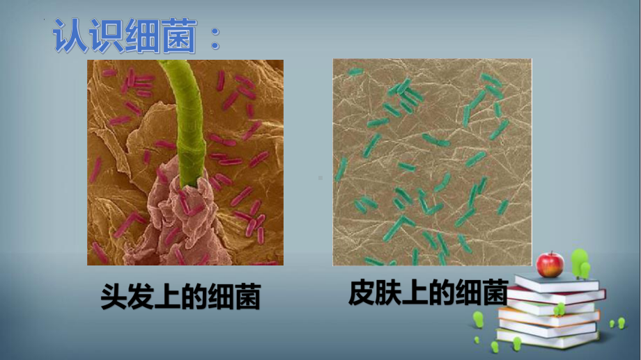 4.细菌和病毒（ppt课件）-2022新青岛版（六三制）六年级上册《科学》.pptx_第2页