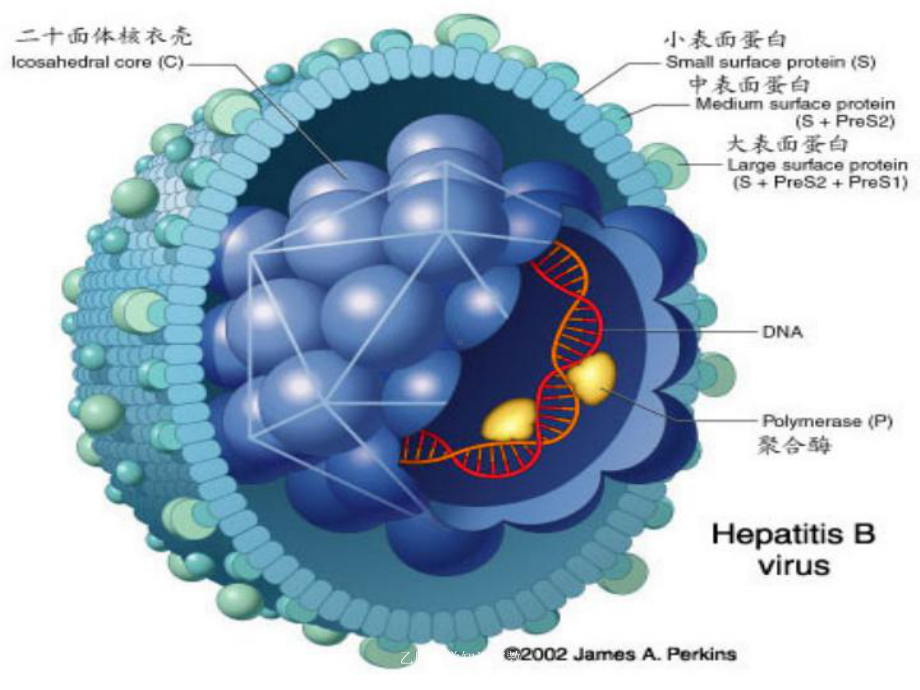 乙肝医学知识宣教培训课件.ppt_第3页