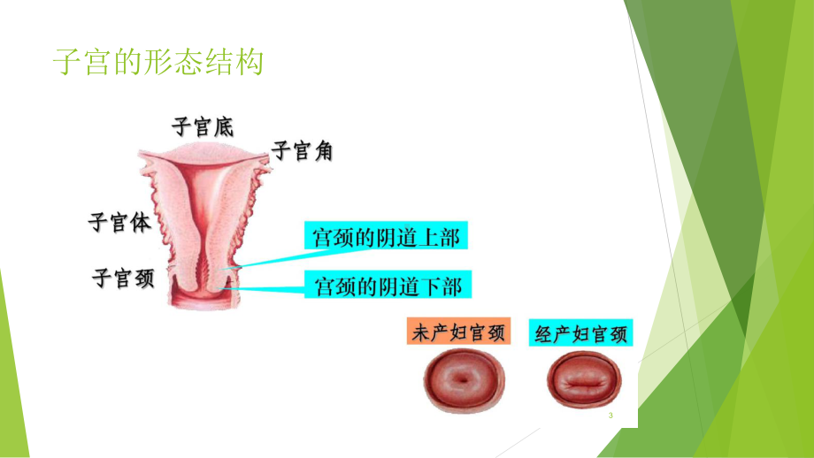 子宫正常解剖及超声图像课件.ppt_第3页