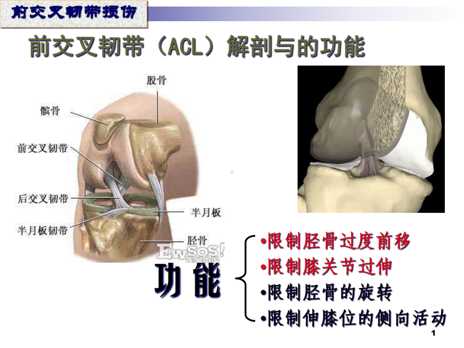 前交叉韧带损伤主题讲座课件.ppt_第1页