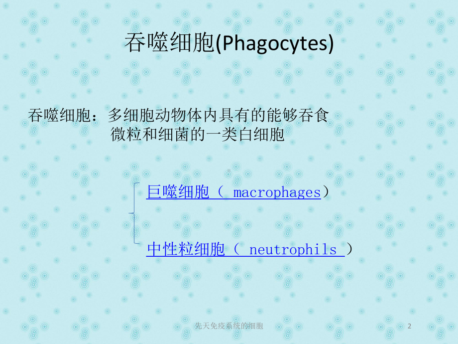 先天免疫系统的细胞培训课件.ppt_第2页