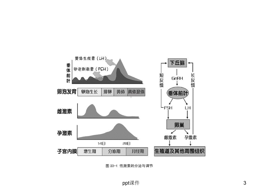 孕激素的临床应用-课件.ppt_第3页