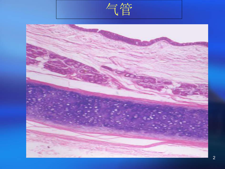 各器官组织切片医学课件.ppt_第2页