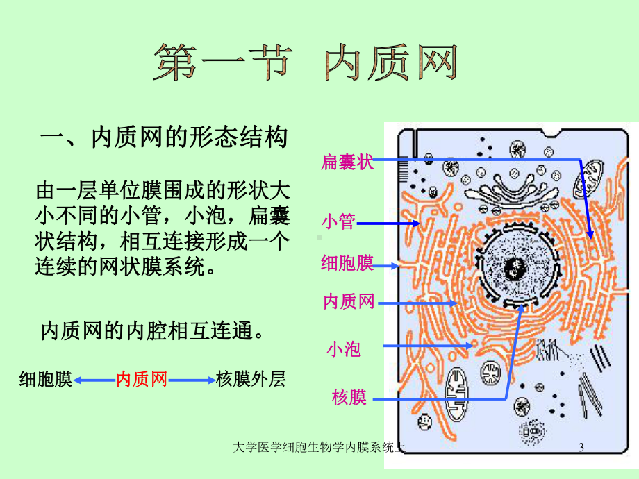 大学医学细胞生物学内膜系统上课件.ppt_第3页