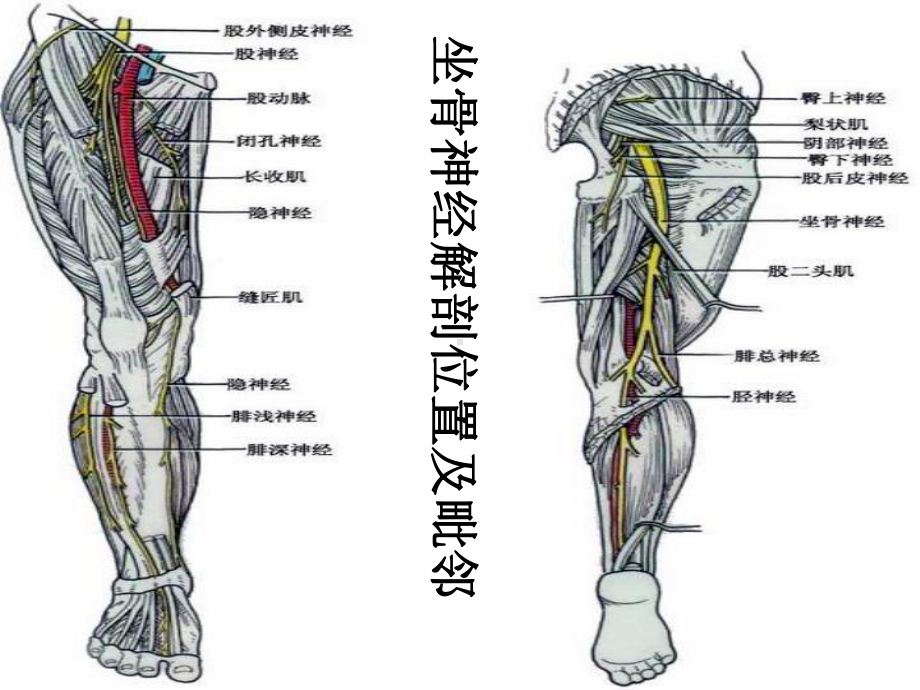 坐骨神经解剖专题医学知识宣讲培训课件.ppt_第1页