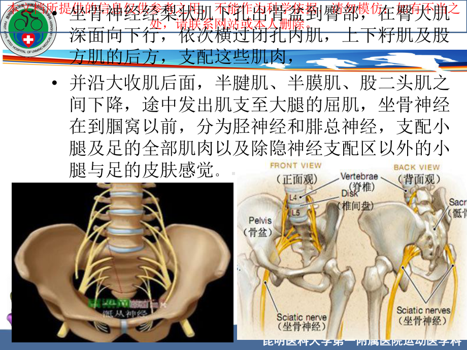 坐骨神经解剖专题医学知识宣讲培训课件.ppt_第3页