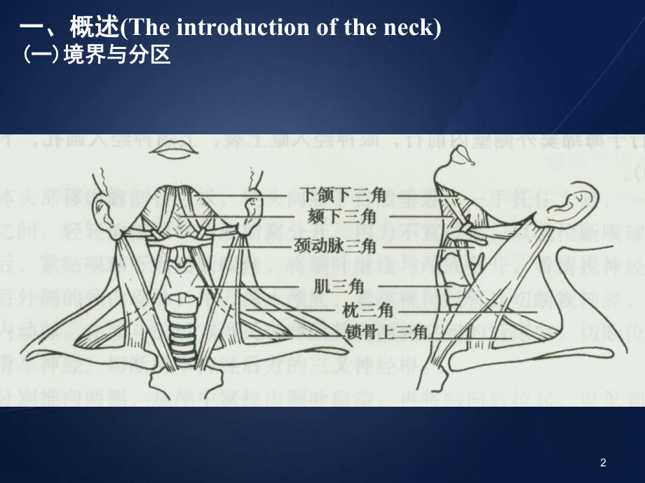 医学课件-颈部的应用解剖课件.ppt_第2页