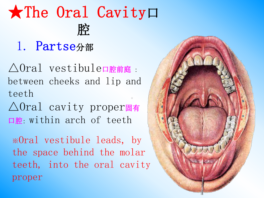 口腔鼻咽喉解剖课件.pptx_第2页