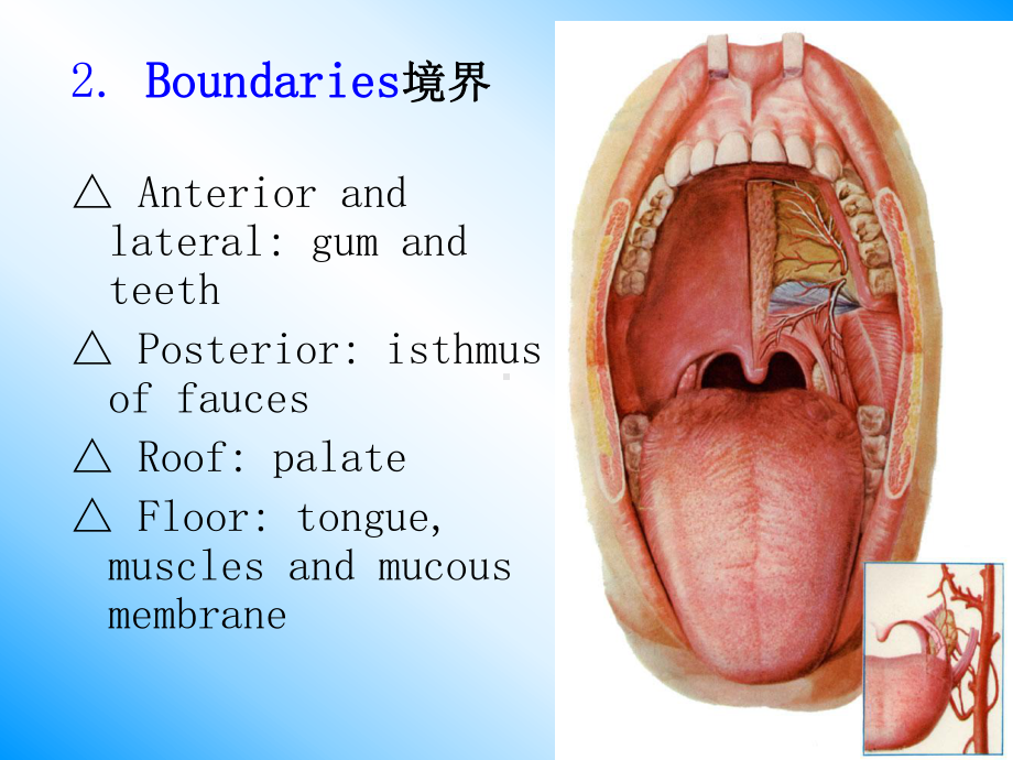 口腔鼻咽喉解剖课件.pptx_第3页