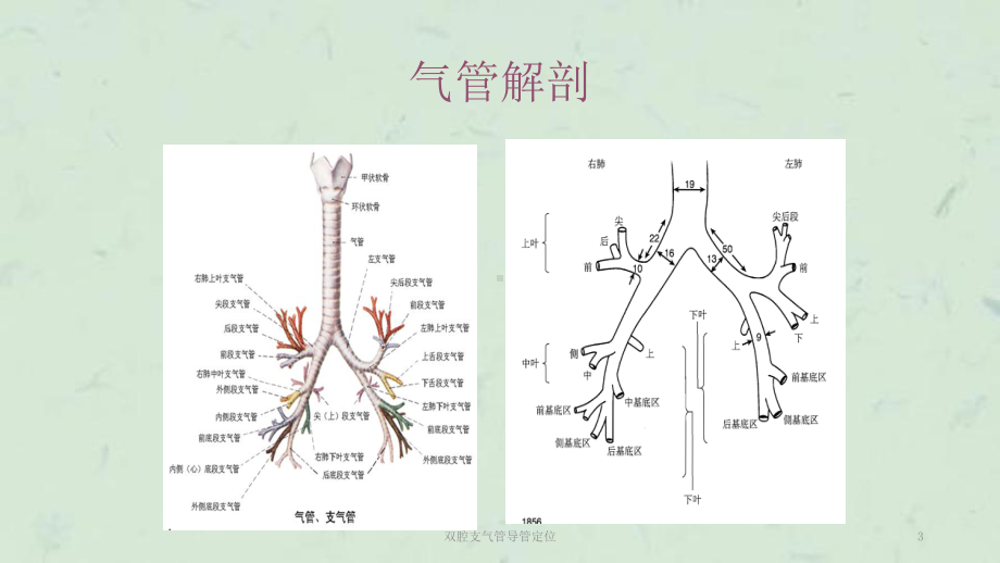 双腔支气管导管定位课件.ppt_第3页