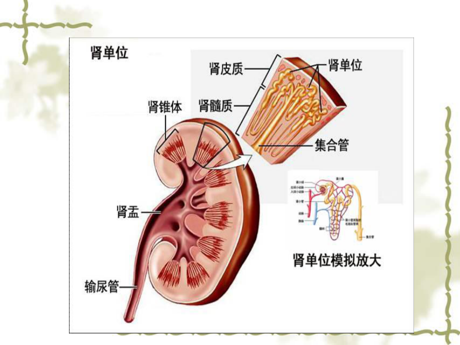 医学肾挫伤病人的护理查房专题培训课件.ppt_第3页