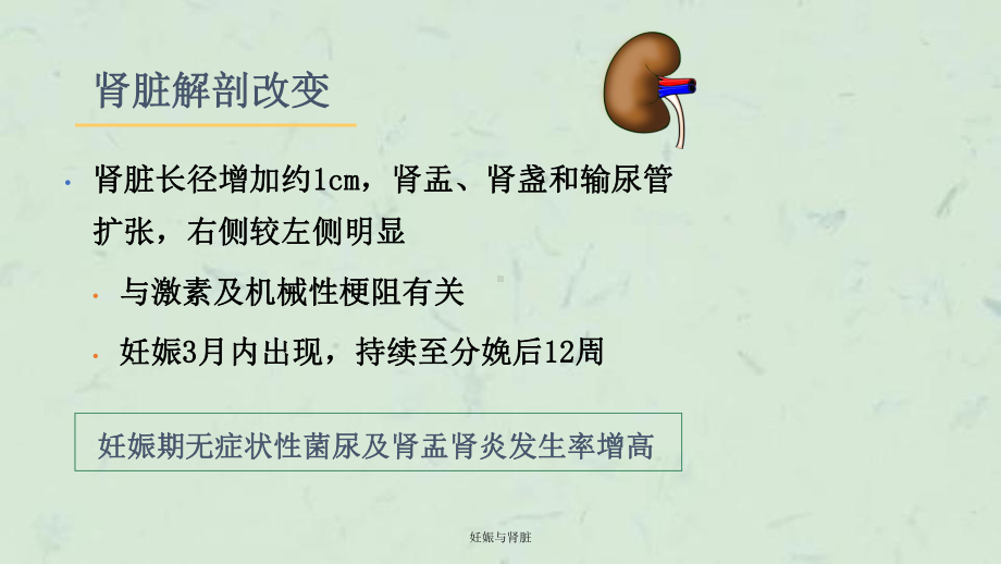 妊娠与肾脏课件.ppt_第3页