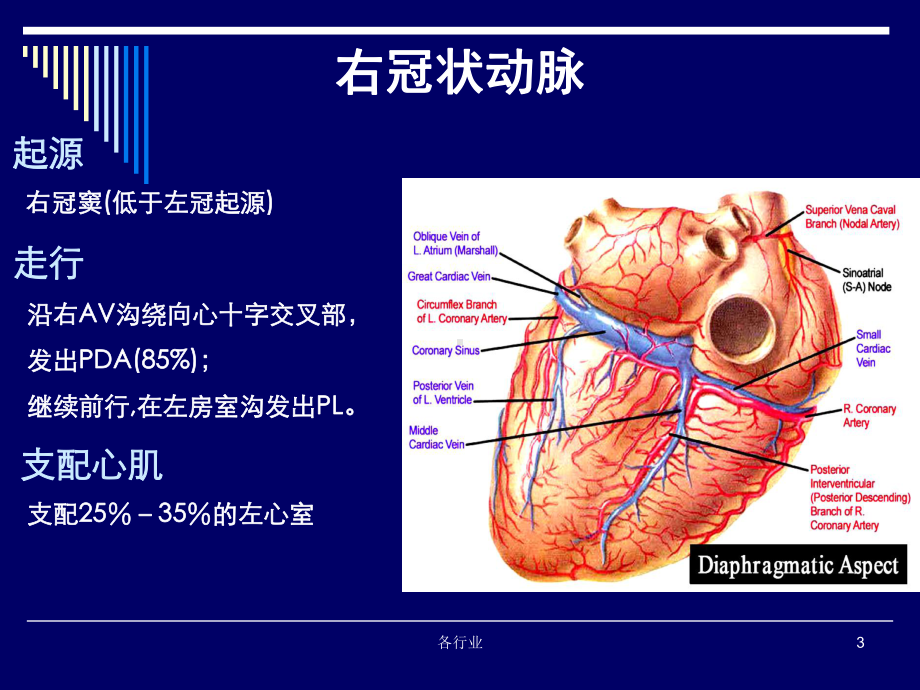 冠脉解剖简析及冠脉造影体位解读(医疗研究)课件.ppt_第3页