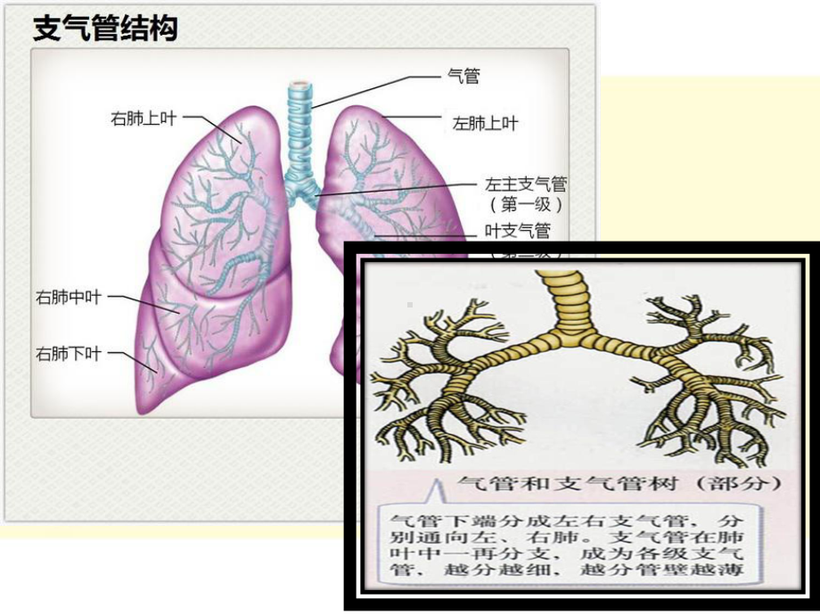 医学发生在肺内的气体交换培训课件.ppt_第3页