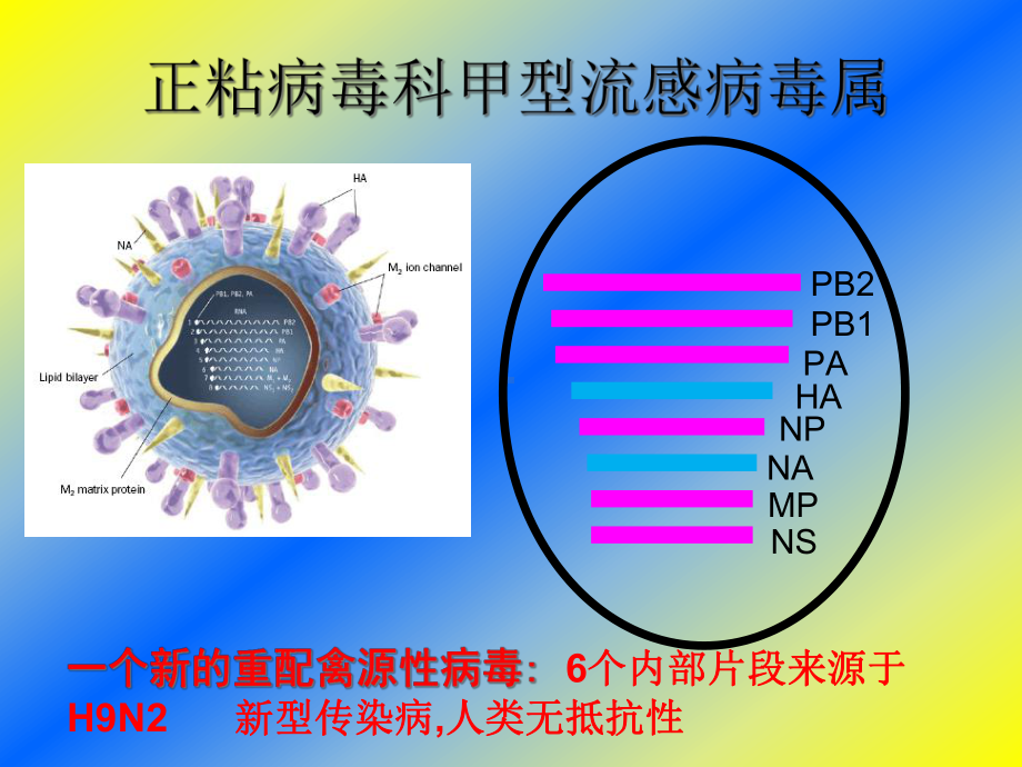 人感染H7N9流感预防和控制课件.ppt_第3页