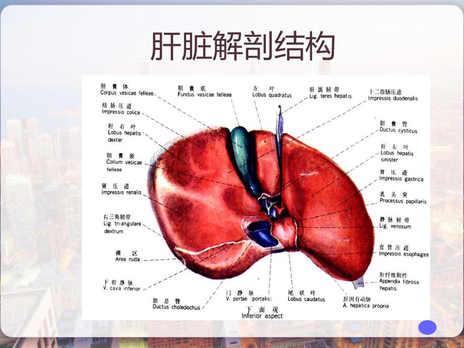 介绍原发性肝癌-课件.pptx_第3页