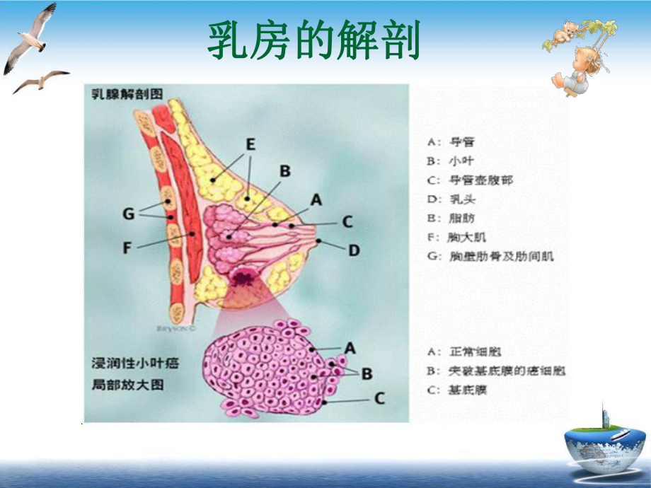 乳腺科乳腺癌专科知识讲座课件.ppt_第2页