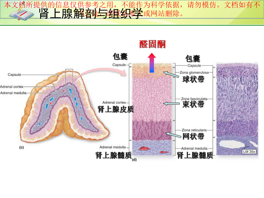 原发性醛固酮增多症培训课件.ppt_第3页