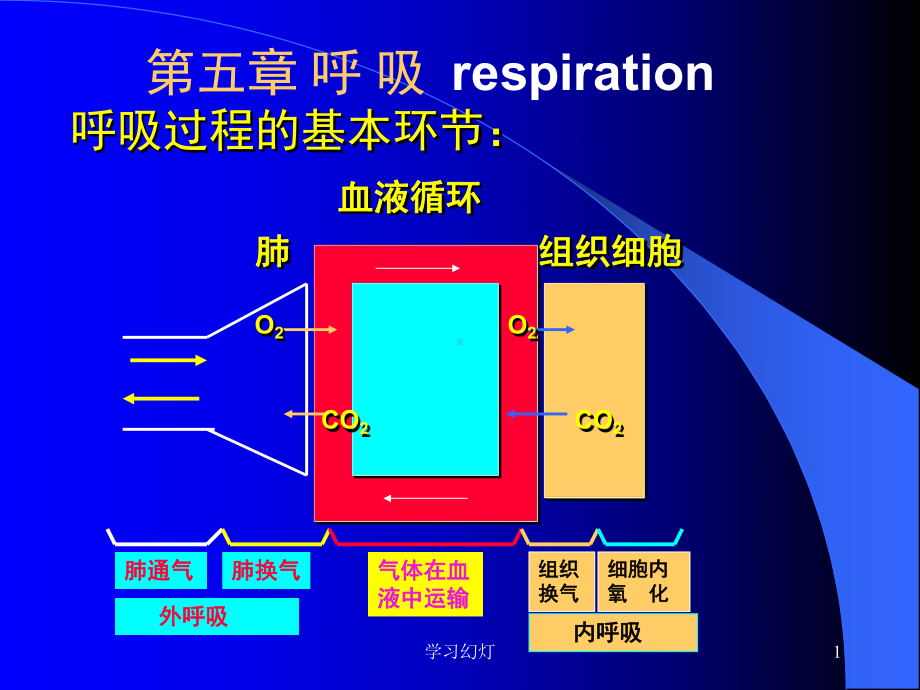 呼吸系统(稻香书屋)课件.ppt_第1页