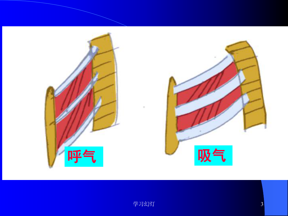 呼吸系统(稻香书屋)课件.ppt_第3页