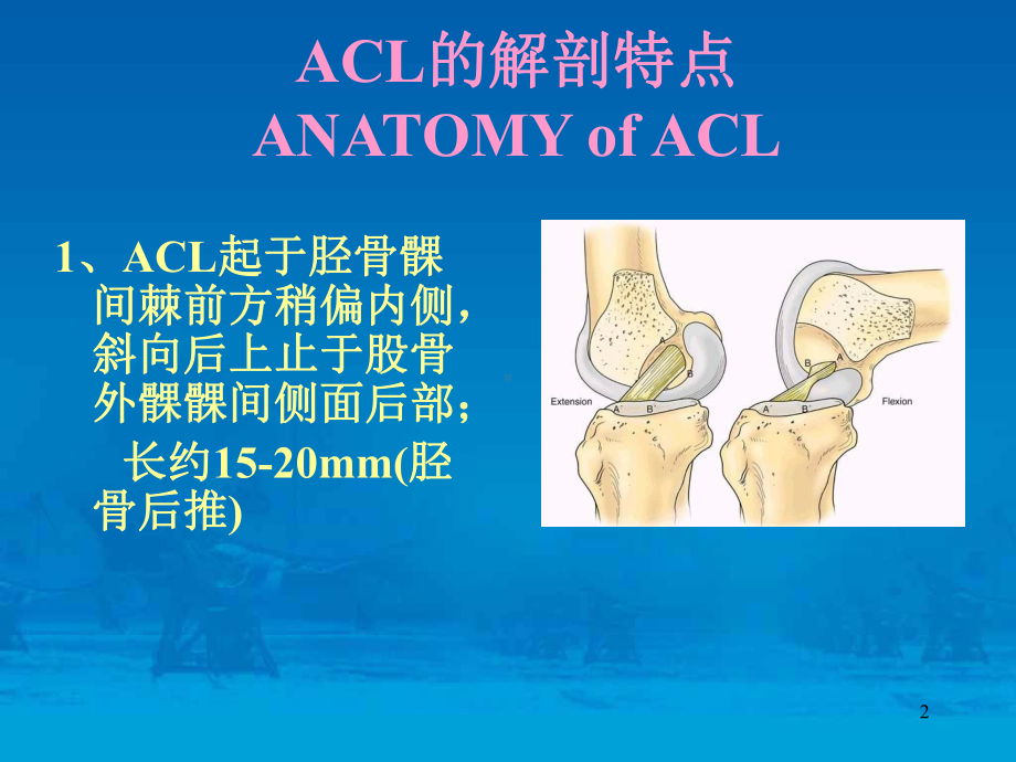 关节镜下前交叉韧带重建术参考课件.ppt_第2页