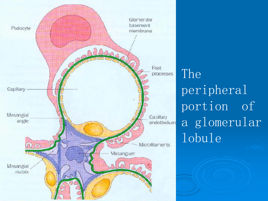 内科学肾小球疾病课件.pptx_第2页