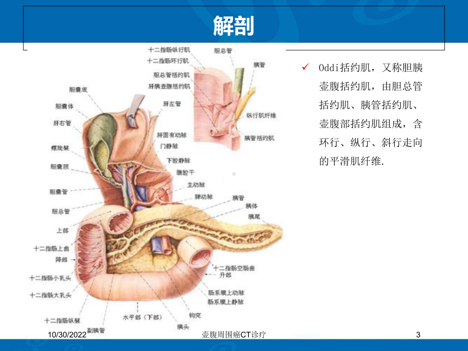 壶腹周围癌CT诊疗课件.ppt_第3页