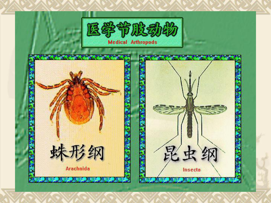 医学节肢动物11临床课件.ppt_第2页