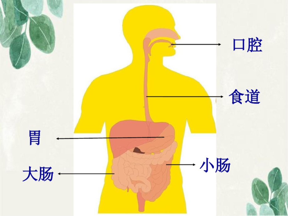 人体消化系统课件.ppt_第3页