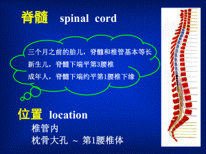 人体解剖学教学课件15脊髓.ppt