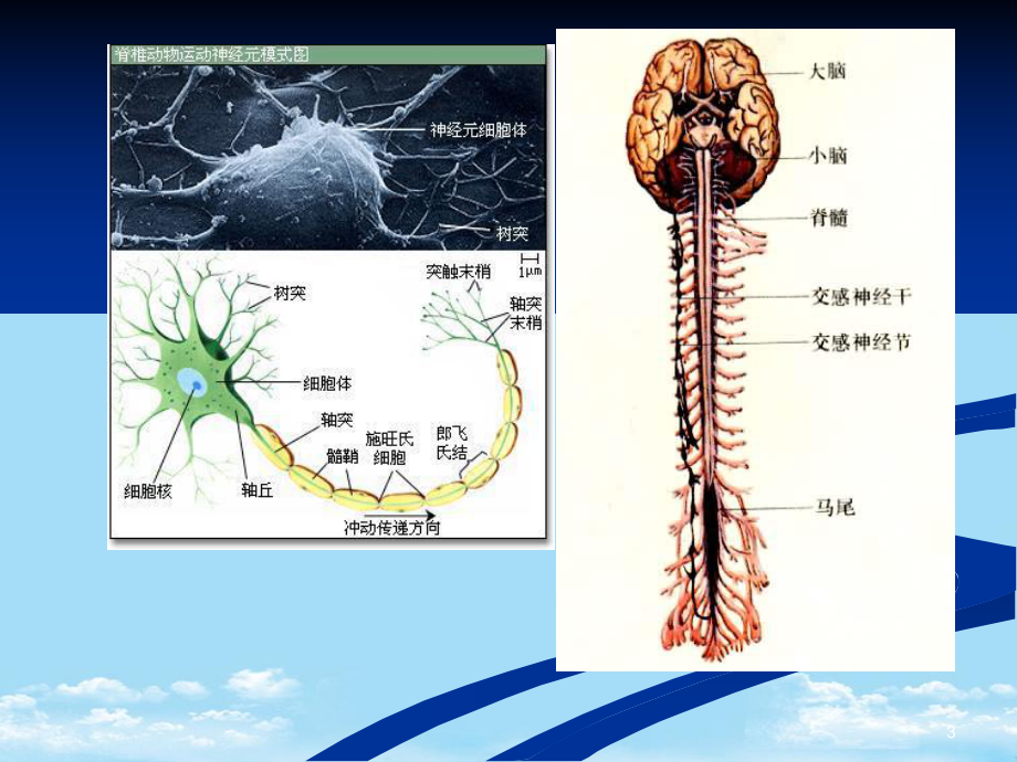 内科神经系统教学大全综述课件.ppt_第3页