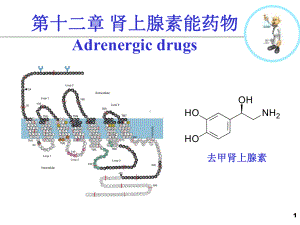 十二肾上腺素能药物课件.pptx