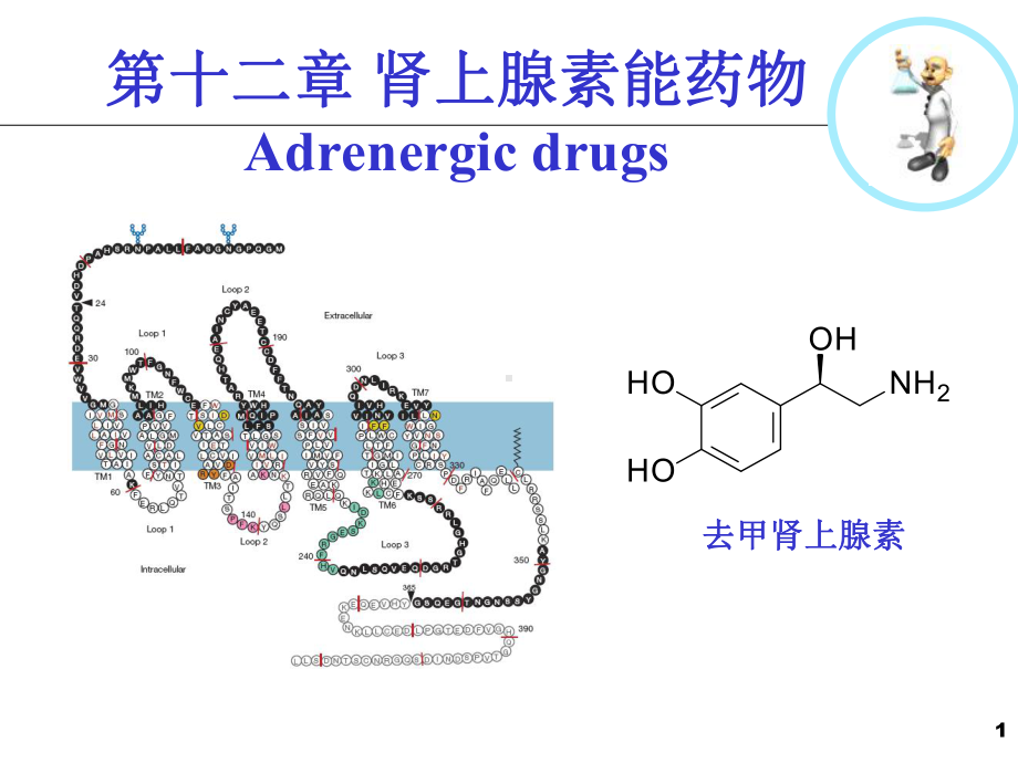 十二肾上腺素能药物课件.pptx_第1页