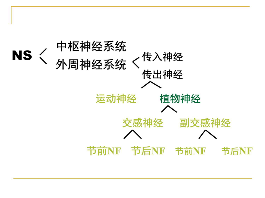 传出神经系统药理学概论97553-课件.ppt_第2页