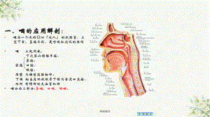 咽喉解剖课件.ppt