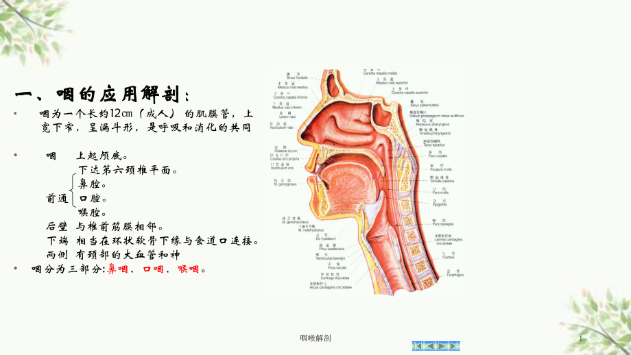 咽喉解剖课件.ppt_第1页