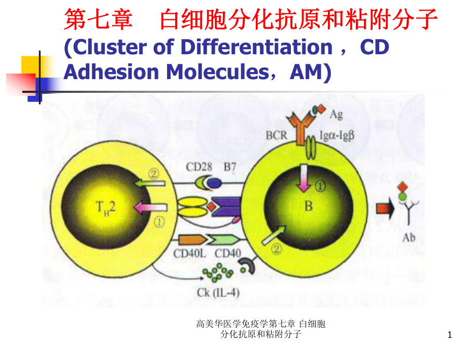 医学免疫学第七章-白细胞分化抗原和粘附分子课件.ppt_第1页