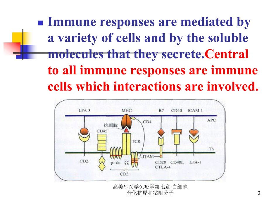 医学免疫学第七章-白细胞分化抗原和粘附分子课件.ppt_第2页