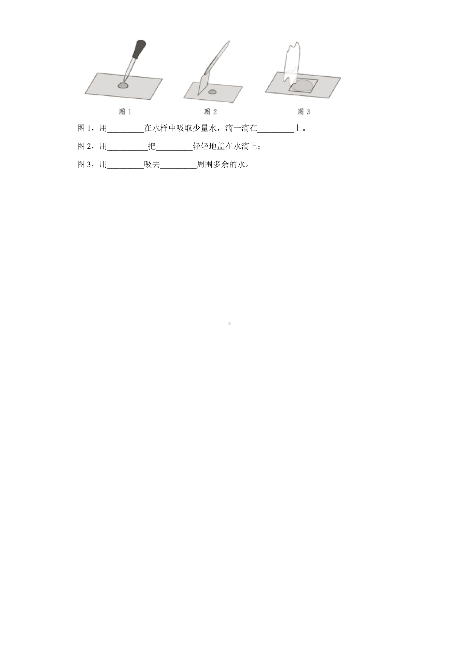 1.6.观察水中微小的生物（同步练习）-2022新教科版六年级上册《科学》.docx_第3页