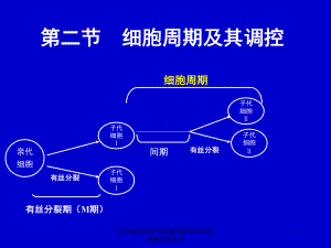 医学细胞生物学细胞周期及其调控细胞周期本科课件.ppt