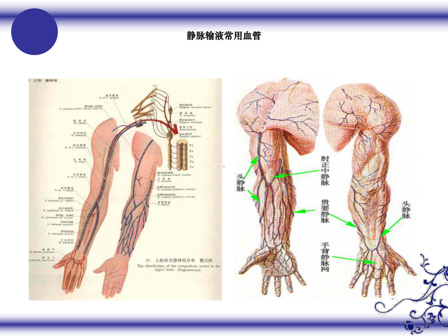 危重病人血管保护课件.ppt_第2页