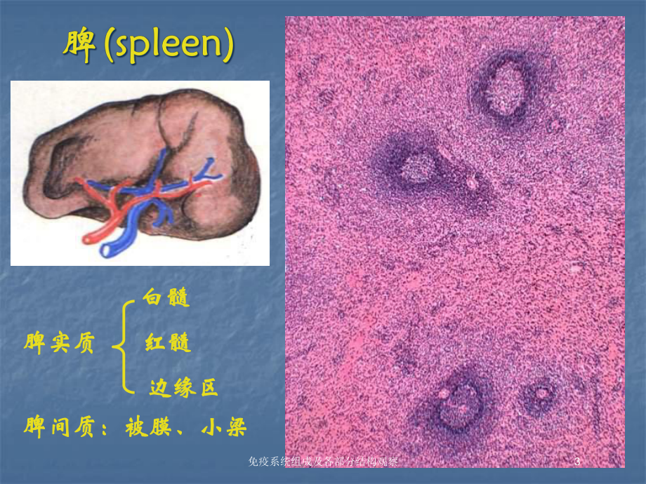 免疫系统组成及各部分结构观察培训课件.ppt_第3页