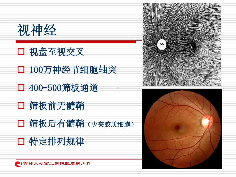 医学神经眼科学培训课件.ppt_第3页