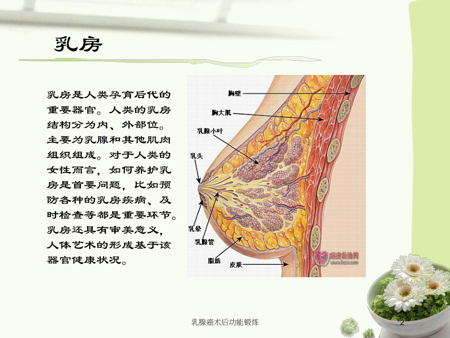 乳腺癌术后功能锻炼培训课件.ppt_第2页