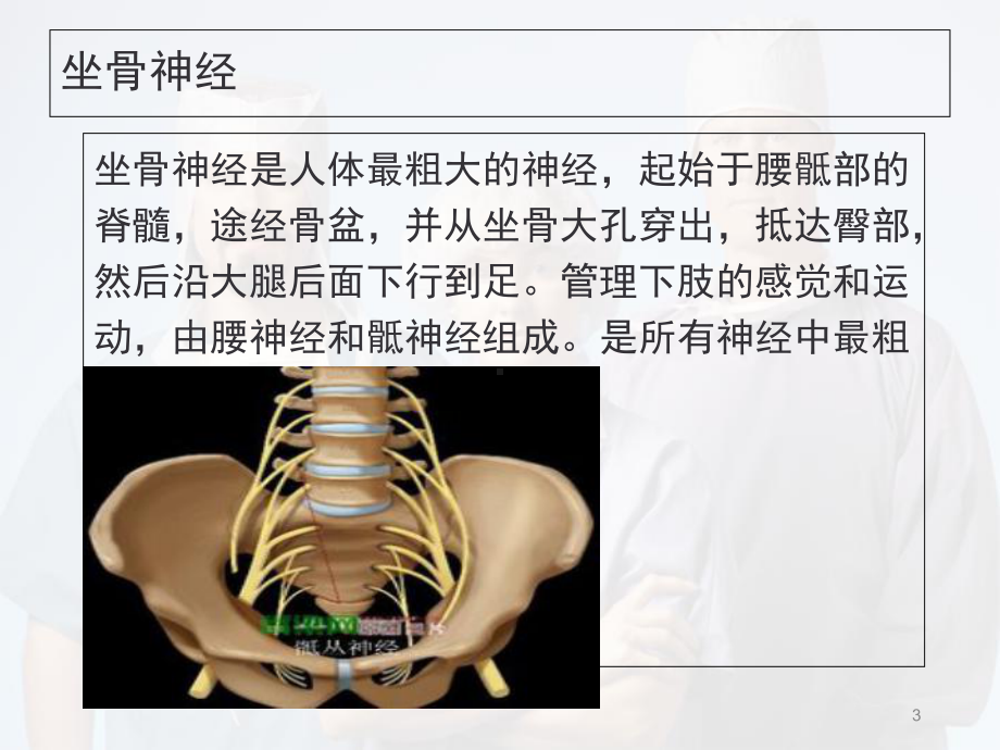 坐骨神经解剖教学课件.ppt_第3页