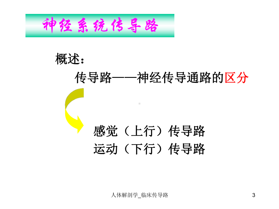 人体解剖学-临床传导路课件.ppt_第3页