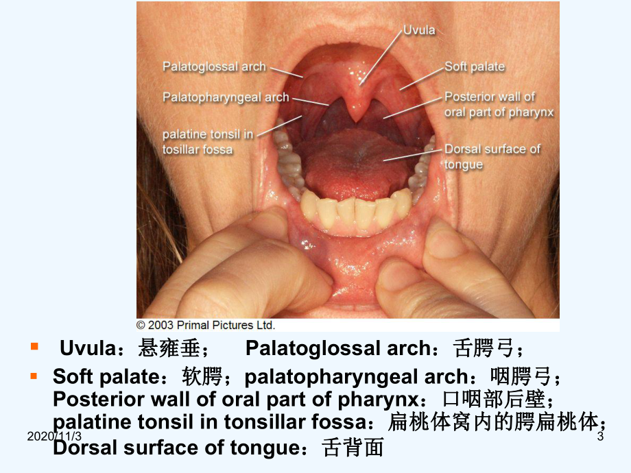 吞咽电刺激治疗课件.ppt_第3页