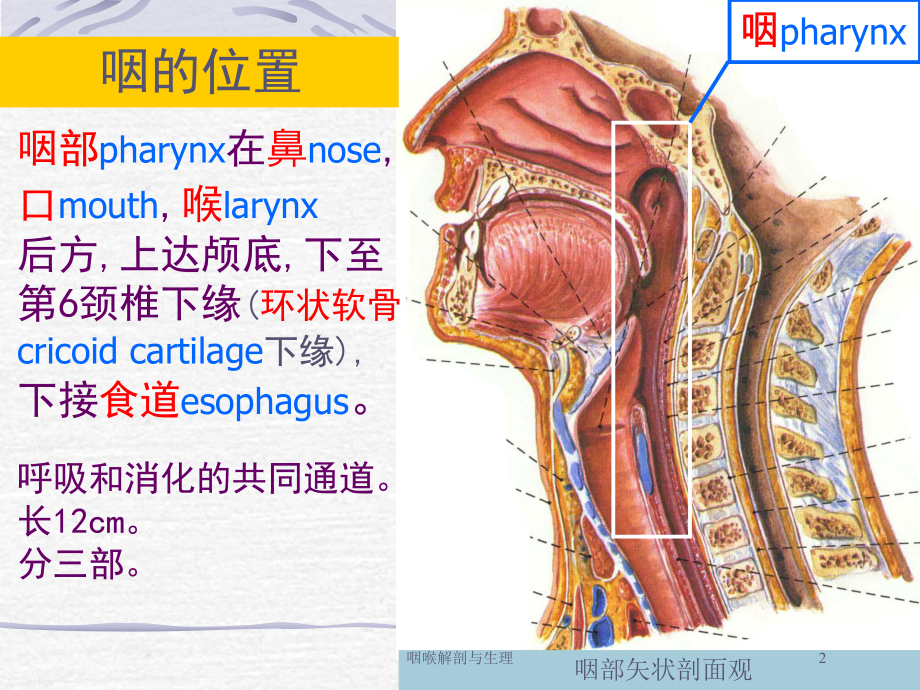 咽喉解剖与生理培训课件.ppt_第2页